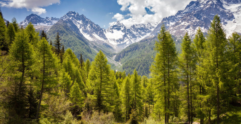 bosque de coniferas