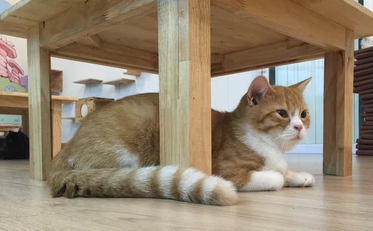 cat under table