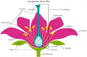 Miércoles 24 de noviembre de 2021&quot; La reproducción de las plantas y el ambiente&quot; 4° Ciencias Naturales.