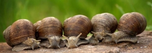 Friday, September 10: How many snails are there? 3? primaria