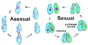 Miércoles 01 de noviembre de 2021 &quot;Reproducción sexual y asexual&quot; 4° Ciencias Naturales