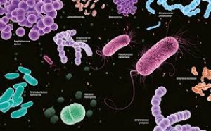 Miércoles 12 de enero de 2022 &quot;Las bacterias&quot; 4° Ciencias Naturales