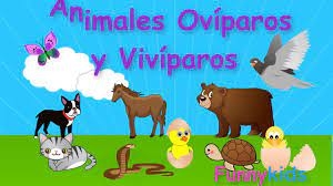 Miércoles 08 de diciembre de 2021 &quot;Animales ovíparos y vivíparos&quot; 4° Ciencias Naturales.