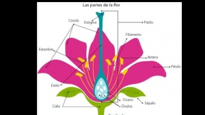 Miércoles 17 de noviembre de 2021  ¿Cómo se reproducen plantas y animales? 4º Ciencias Naturales.