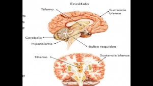 Martes12  y miércoles  13 de octubre de 2021 &quot;El sistema nervioso&quot; 6ª Ciencias naturales.